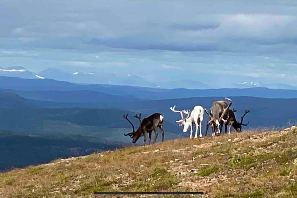 Mountain Cabin ロフストーラン エクステリア 写真